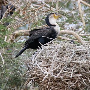 Reed Cormorant