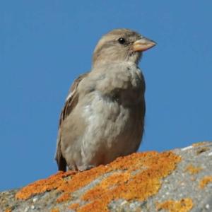 House Sparrow