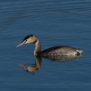 Great Crested Grebe