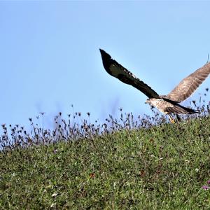 Mäusebussard