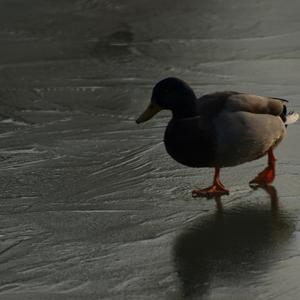 Mallard