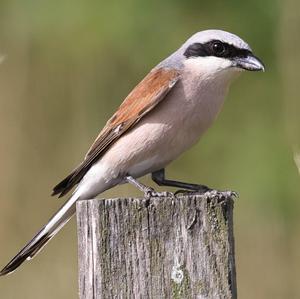 Red-backed Shrike