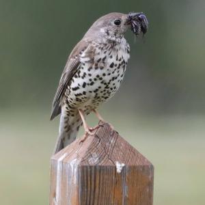 Mistle Thrush