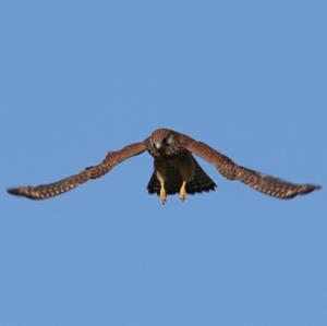 Common Kestrel