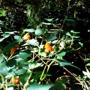 Unknown Species