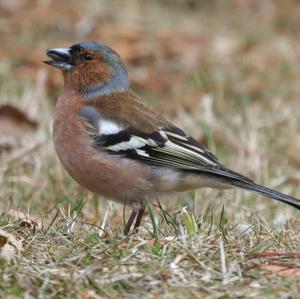 Eurasian Chaffinch