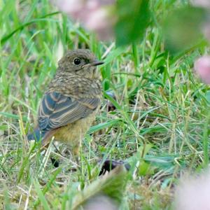 Common Redstart