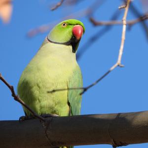 Rose-ringed Parakeet