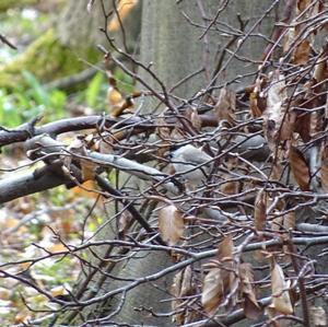 Marsh Tit