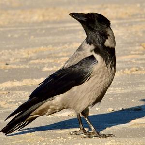 Hooded Crow