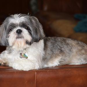 Shih Tzu