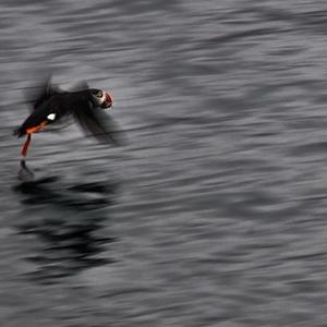 Atlantic Puffin