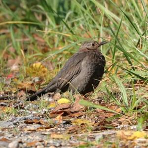 Eurasian Blackbird