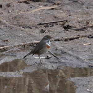 Bluethroat