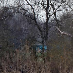 White-tailed Eagle