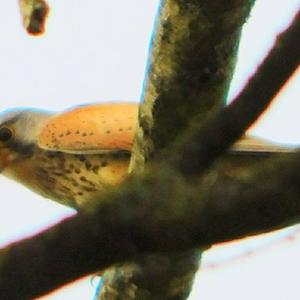 Common Kestrel