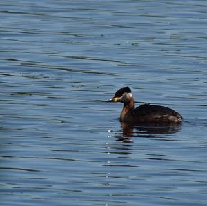 Red-necked Grebe