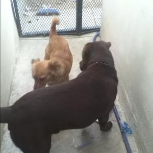 Unknown Breed
