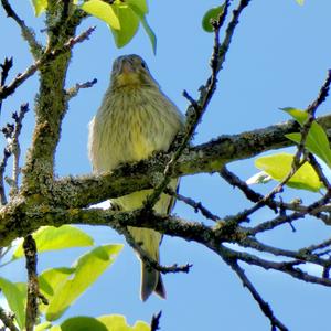 Yellowhammer