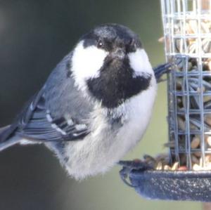 Coal Tit