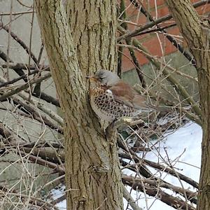 Fieldfare