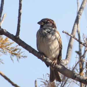 House Sparrow