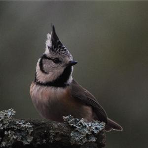 Crested Tit