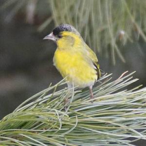 Eurasian Siskin