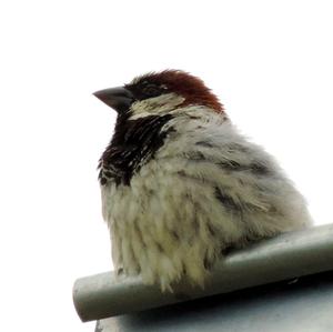 House Sparrow