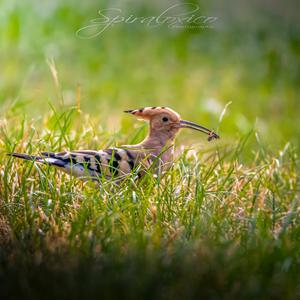 Eurasian Hoopoe