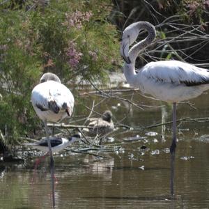 Greater Flamingo