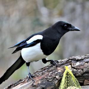 Black-billed Magpie