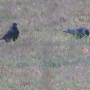 Eurasian Jackdaw