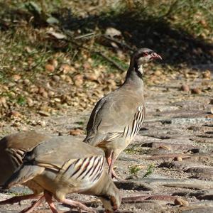 Red-legged Partridge