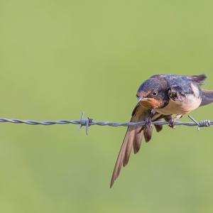 Barn Swallow