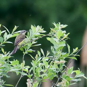 Yellow Wagtail