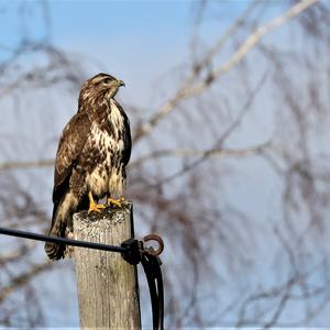 Mäusebussard