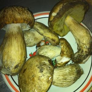 Summer Bolete