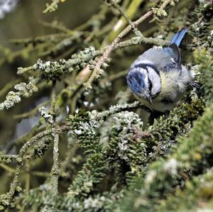 Blue Tit