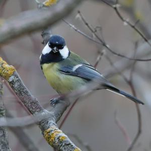 Great Tit