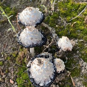 Shaggy Mane