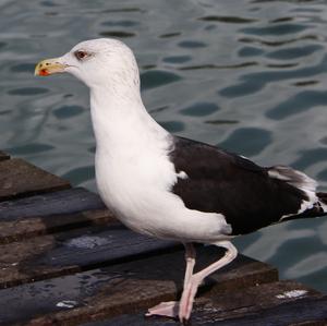 Great Black-backed Gull