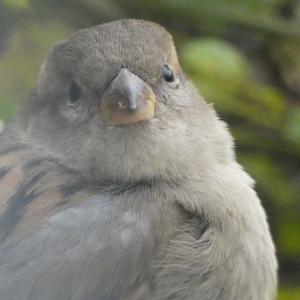 House Sparrow