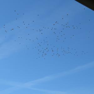 Common Starling