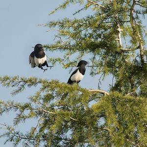 Black-billed Magpie