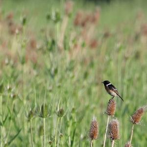 European stonechat