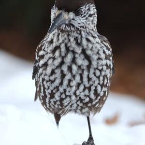 Spotted Nutcracker