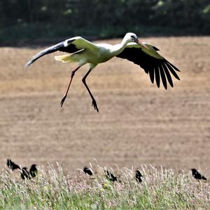 White Stork