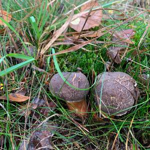 Red-cracked Bolete