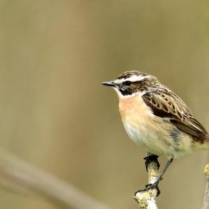 Whinchat